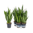 Sansevieria (Limba Soacrei) Zeylanica - 40 cm - VERDENA-40 cm inaltime, livrat in ghiveci de 1.2 l