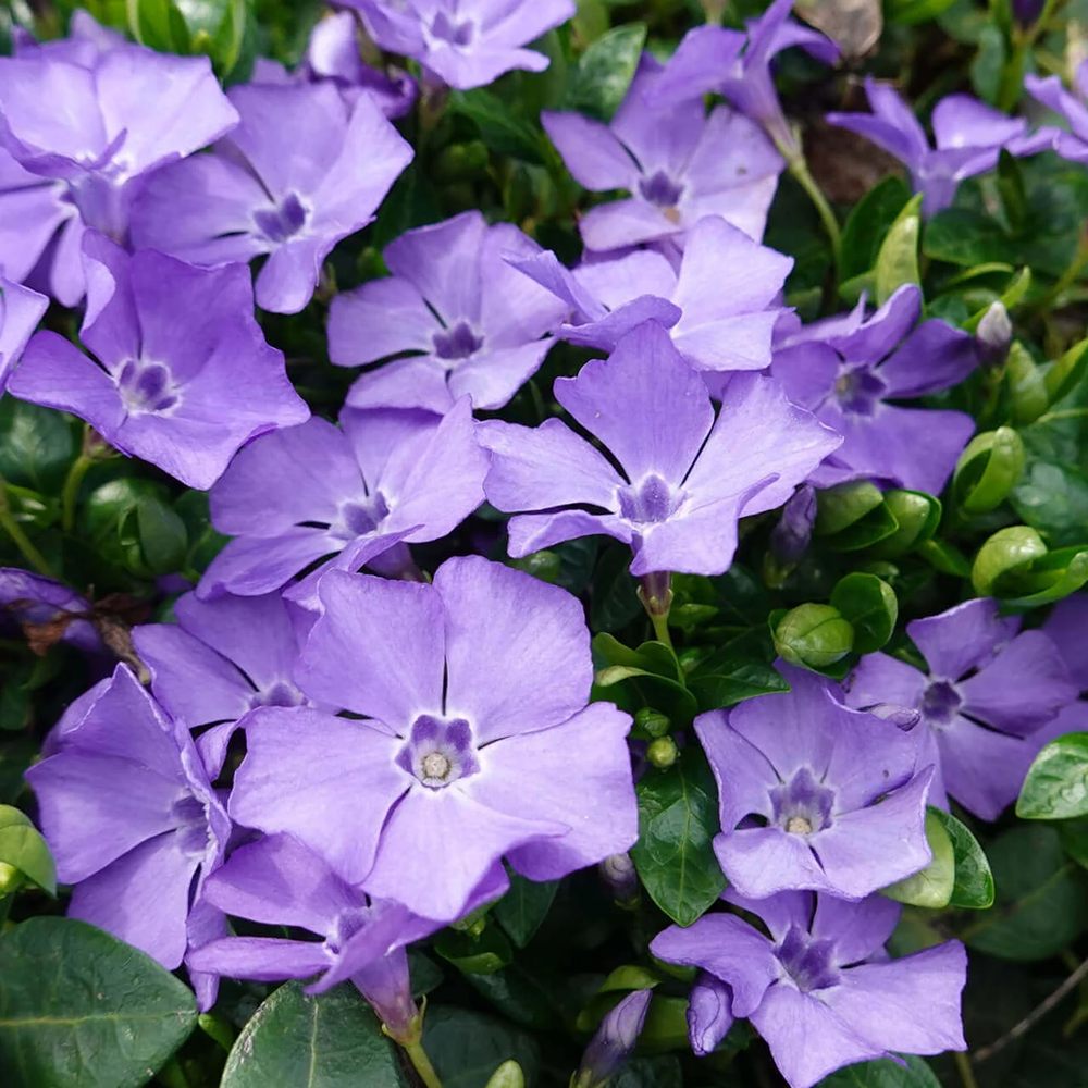 Saschiu cu frunza mica, tarator, vesnic verde cu flori albastre-mov (Vinca Minor) - VERDENA-10-15 cm inaltime, livrat in ghiveci de 2 l