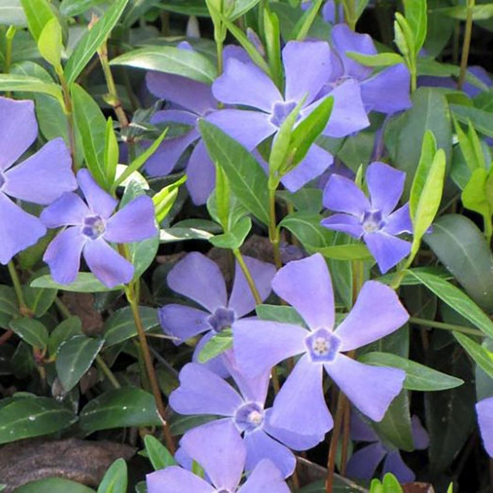 Saschiu cu frunza mica, tarator, vesnic verde cu flori albastre-mov (Vinca Minor) - VERDENA-10-15 cm inaltime, livrat in ghiveci de 2 l