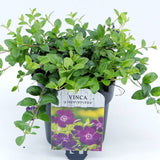 Saschiu cu frunza mica, tarator, vesnic verde cu flori purpurii-burgundiu (Vinca Minor Atropurpurea) - VERDENA-25-30 cm inaltime, livrat in ghiveci de 2 l