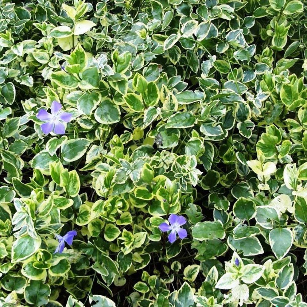 Saschiu Pestrita cu frunza mica, tarator, vesnic verde cu flori albastre-mov (Vinca Variegata) - VERDENA-25-30 cm inaltime, livrat in ghiveci de 2 l