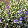 Saschiu Pestrita cu frunza mica, tarator, vesnic verde cu flori albastre-mov (Vinca Variegata) - VERDENA-25-30 cm inaltime, livrat in ghiveci de 2 l