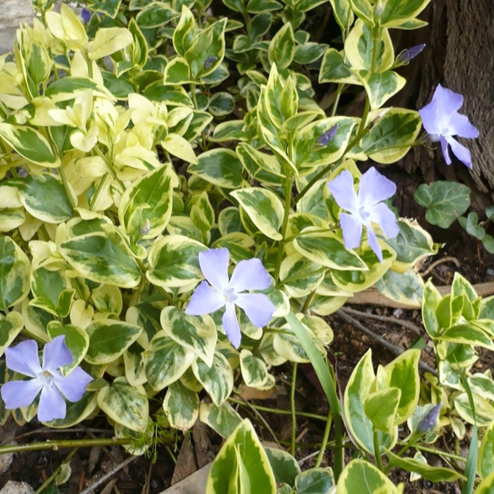 Saschiu Pestrita cu frunza mica, tarator, vesnic verde cu flori albastre-mov (Vinca Variegata)