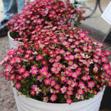 Saxifraga Touran Deep Red - VERDENA-15 cm inaltime livrat in ghiveci de 2 L