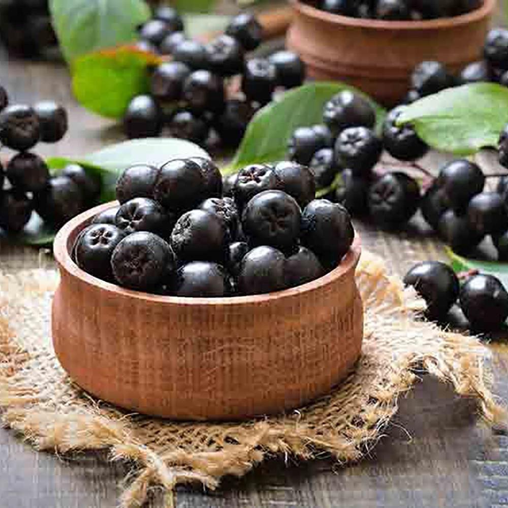 Scorus Negru (Aronia Viking), cu fructe negre pline de vitamine - VERDENA-40-60 cm inaltime, livrat in ghiveci de 3 l