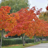Scorus (Sorbus) Dodong, cu frunze rosii-portocalii in toamna