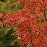 Scorus (Sorbus) Dodong, cu frunze rosii-portocalii in toamna