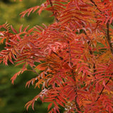 Scorus (Sorbus) Dodong, cu frunze rosii-portocalii in toamna - VERDENA-60-80 cm inaltime, livrat in ghiveci de 3 l