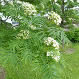 Scorus (Sorbus) Dodong, cu frunze rosii-portocalii in toamna - VERDENA-60-80 cm inaltime, livrat in ghiveci de 3 l