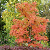 Scorus (Sorbus) Dodong, cu frunze rosii-portocalii in toamna - VERDENA-60-80 cm inaltime, livrat in ghiveci de 3 l