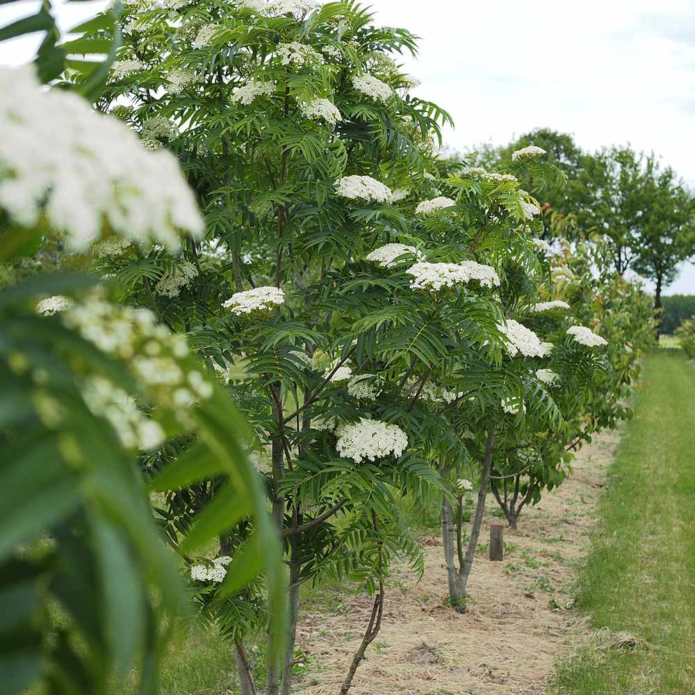 Scorus (Sorbus) Dodong, cu frunze rosii-portocalii in toamna - VERDENA-60-80 cm inaltime, livrat in ghiveci de 3 l