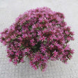 Iarba Grasa (Sedum) Spot On Deep Rose