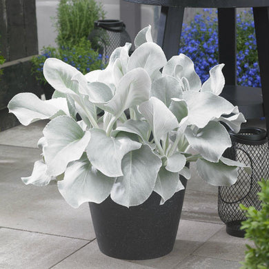 Senecio Angel Wings, 15-20 cm livrat in ghiveci de 2L