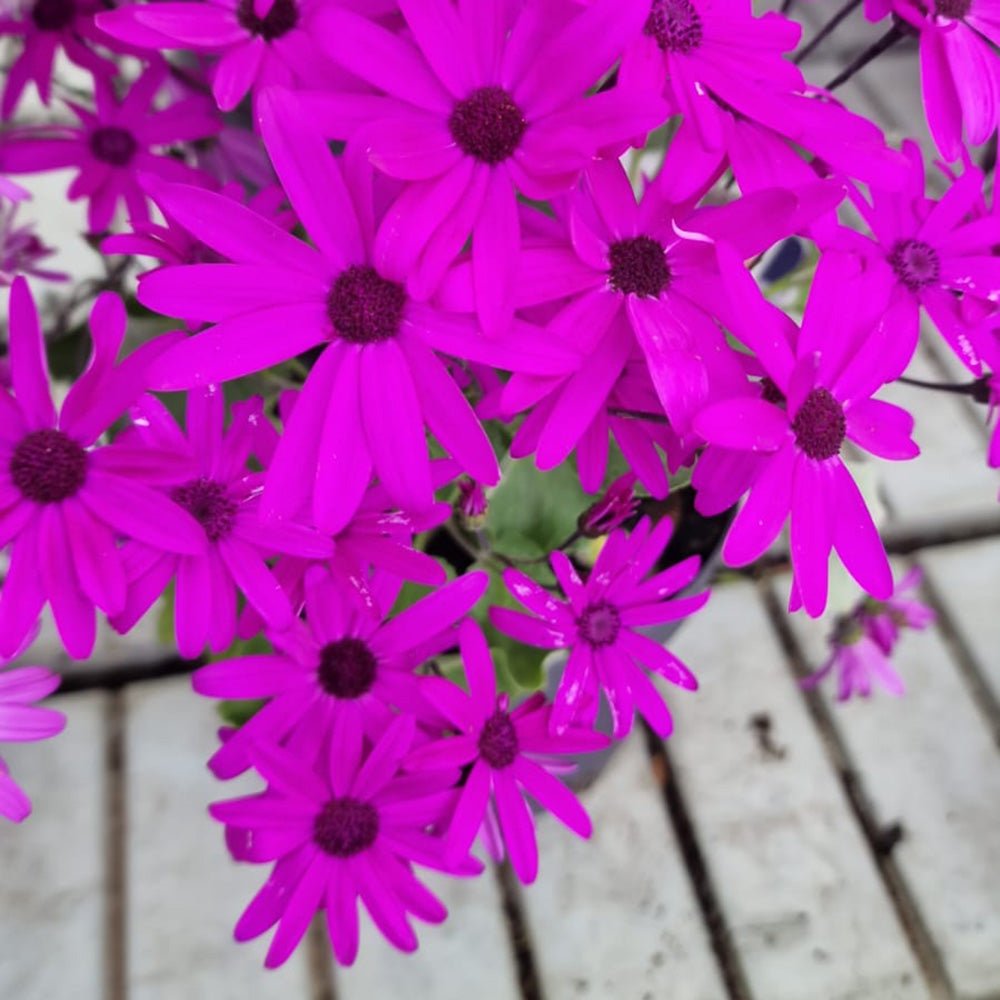 Senecio Senetti - VERDENA-25 cm inaltime livrat in ghiveci de 3 L