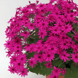 Senecio Senetti - VERDENA-25 cm inaltime livrat in ghiveci de 3 L