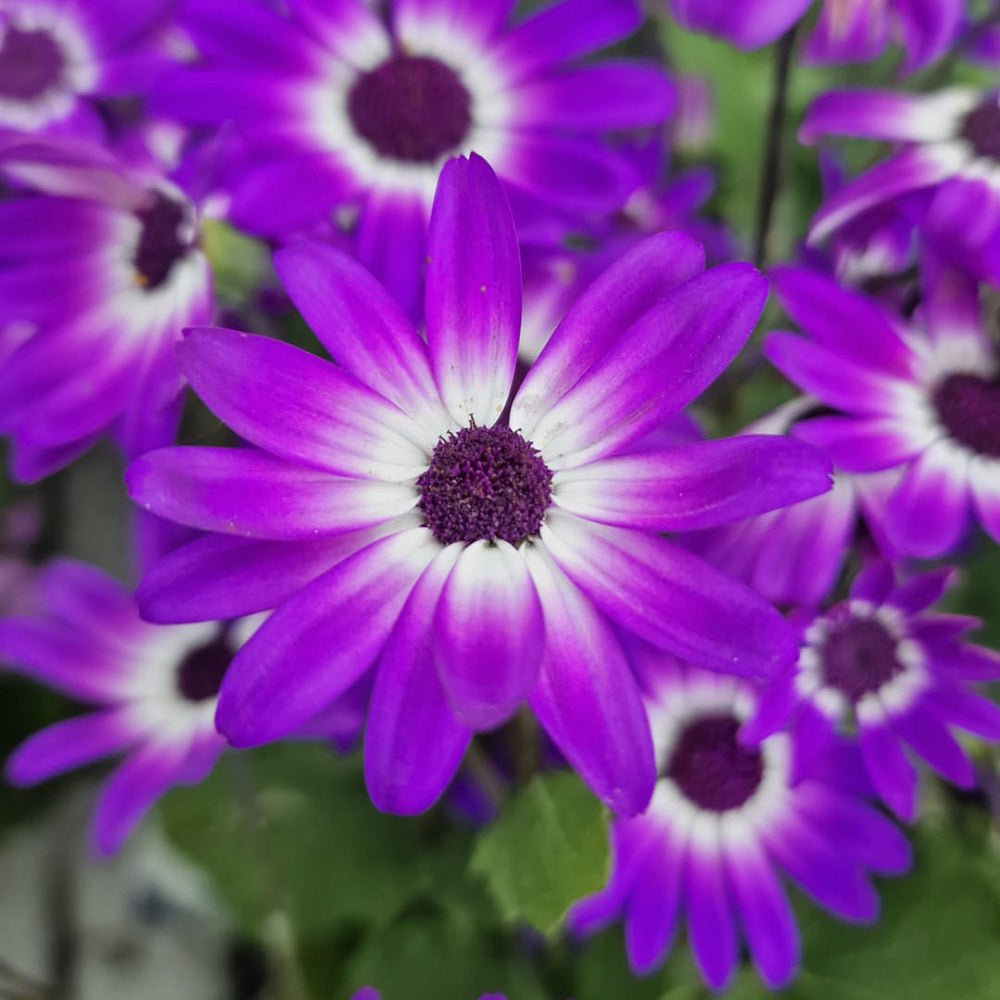 Senecio Senetti - VERDENA-25 cm inaltime livrat in ghiveci de 3 L