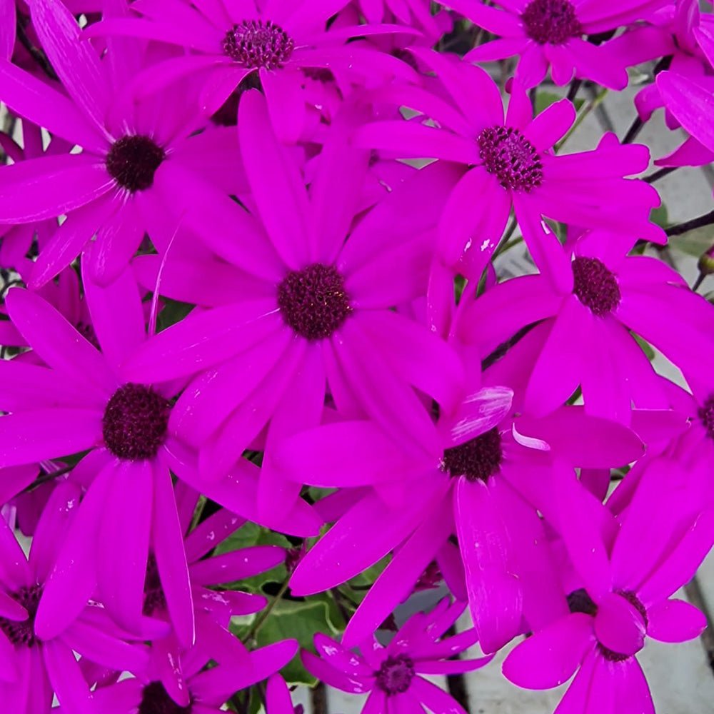 Senecio Senetti - VERDENA-25 cm inaltime livrat in ghiveci de 3 L