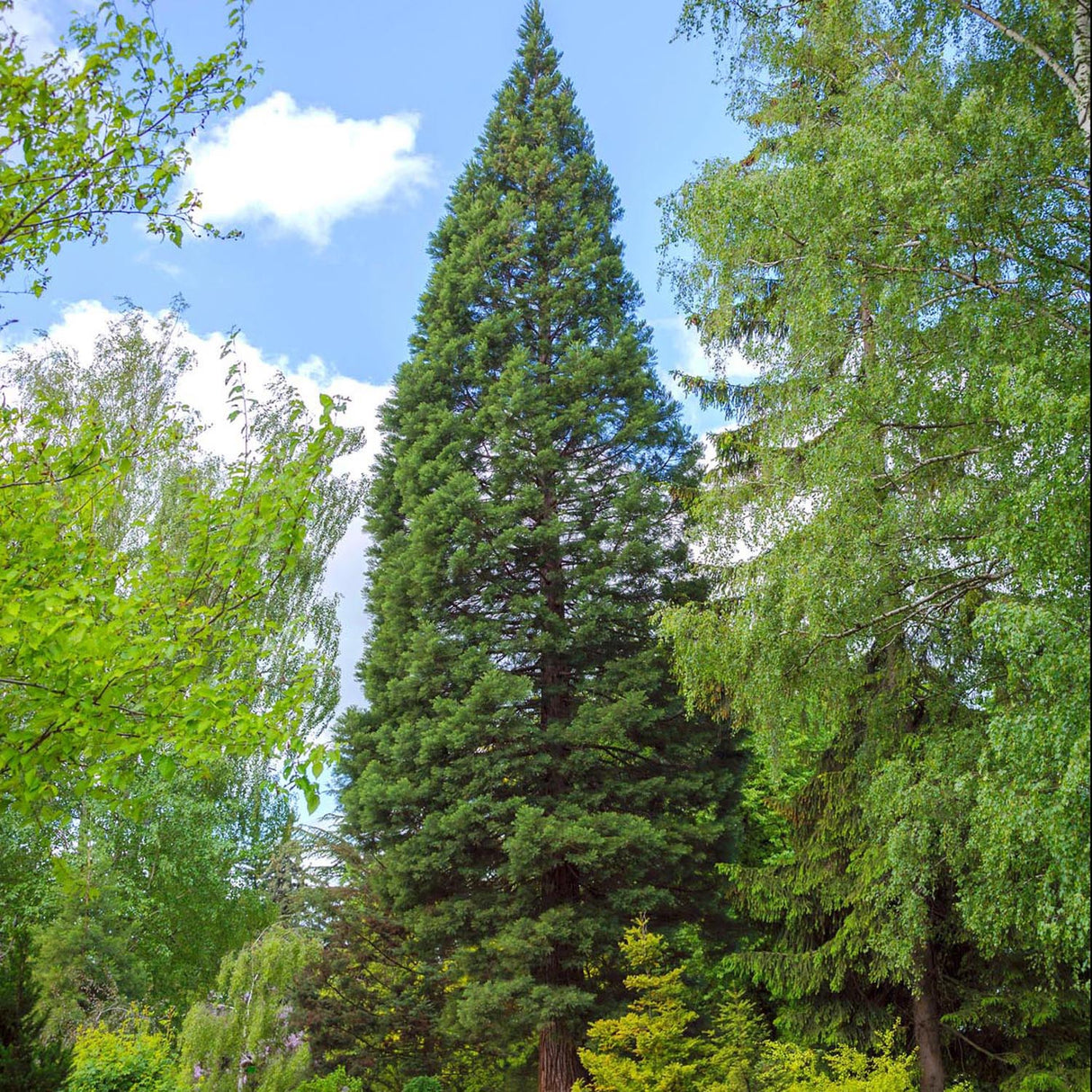 Sequoia, 25-30 cm la livrare, in ghiveci de 3 L