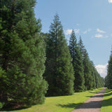 Sequoia, 25-30 cm la livrare, in ghiveci de 3 L