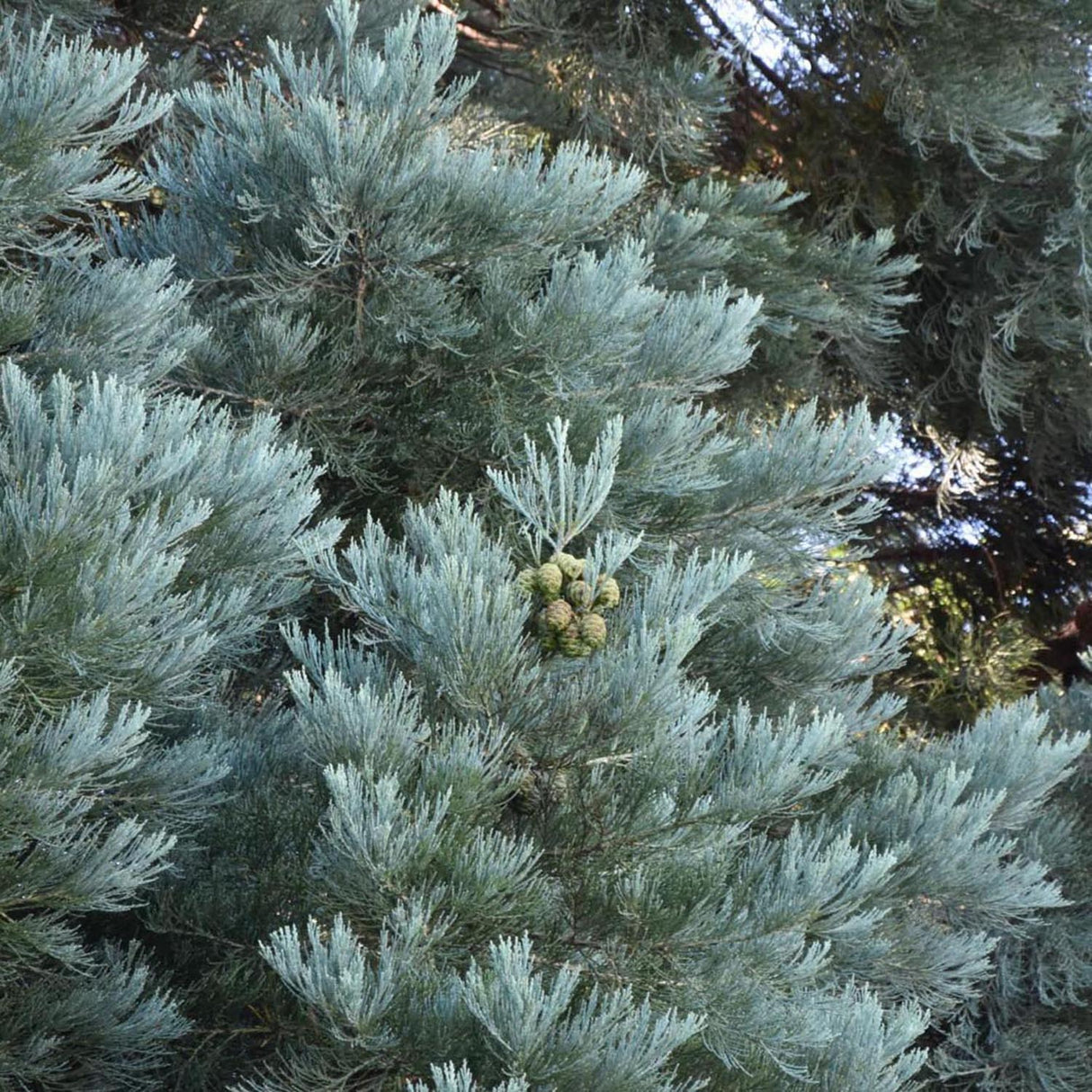 Sequoia albastru, 60-80 cm la livrare, in ghiveci de 7.5 L
