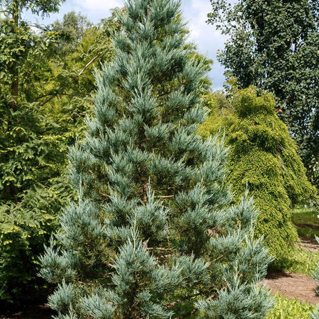 Sequoia Albastru (Sequoiadendron Glauca) - VERDENA-60-80 cm inaltime, livrat in ghiveci de 20 l
