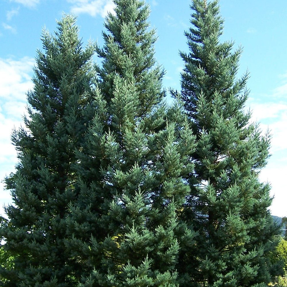 Sequoia Albastru (Sequoiadendron Glauca) - VERDENA-60-80 cm inaltime, livrat in ghiveci de 20 l
