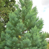 Sequoia Giganteum (Sequoiadendron Giganteum) - VERDENA-60-80 cm inaltime, livrat in ghiveci de 10 l