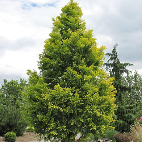 Sequoia Goldrush, 50-60 cm la livrare, in ghiveci de 5 L