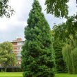 Arborele Sequoia Healthy Mammoth One (Sequoiadendron Giganteum)