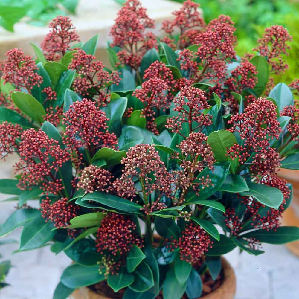 Skimmia Perosa - VERDENA-30-40 cm inaltime livrat in ghiveci de 4.5 L