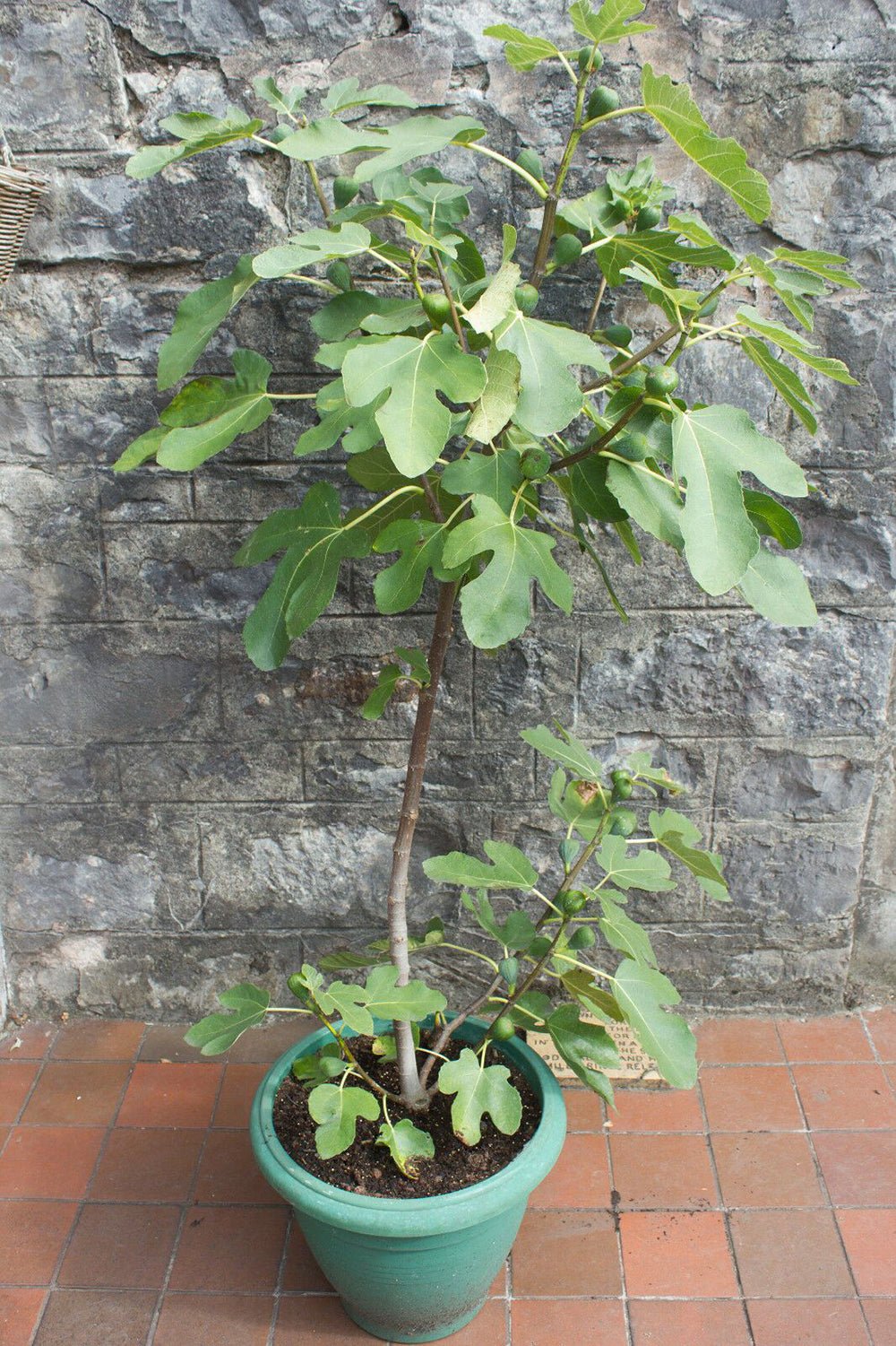 Smochin Ficus Brown Turkey, cu fructe dulci - VERDENA-Tulpina de 90 cm inaltime, livrat in ghiveci de 7 l