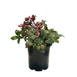 Spanz (Helleborus) Beauty Princess, cu flori roz-violet - VERDENA-45 cm inaltime, livrat in ghiveci de 3 l