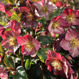 Spanz (Helleborus) Beauty Princess, cu flori roz-violet - VERDENA-45 cm inaltime, livrat in ghiveci de 3 l