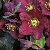 Spanz (Helleborus) Ice N' Roses Early Red, cu Flori Rosii - VERDENA-50 cm inaltime, livrat in ghiveci de 2 l