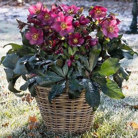 Black Friday - Reduceri Trandafirul Craciunului, Spanz (Helleborus) Ice N' Roses Early Red, cu Flori Rosii Promotie