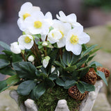 Spanz (Helleborus) Niger Joel, cu flori albe - VERDENA-35 cm inaltime, livrat in ghiveci de 2 l