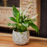 Spathiphyllum Pearl Cupido - 30 cm - VERDENA-30 cm la livrare in ghiveci de Ø 9 cm