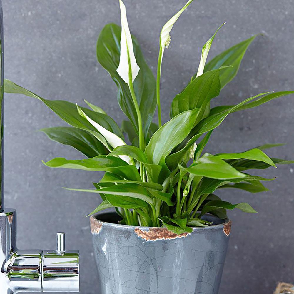 Spathiphyllum Pearl Cupido - 30 cm - VERDENA-30 cm la livrare in ghiveci de Ø 9 cm