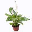 Crinul Pacii Spathiphyllum Pearl Cupido - 35-40 cm