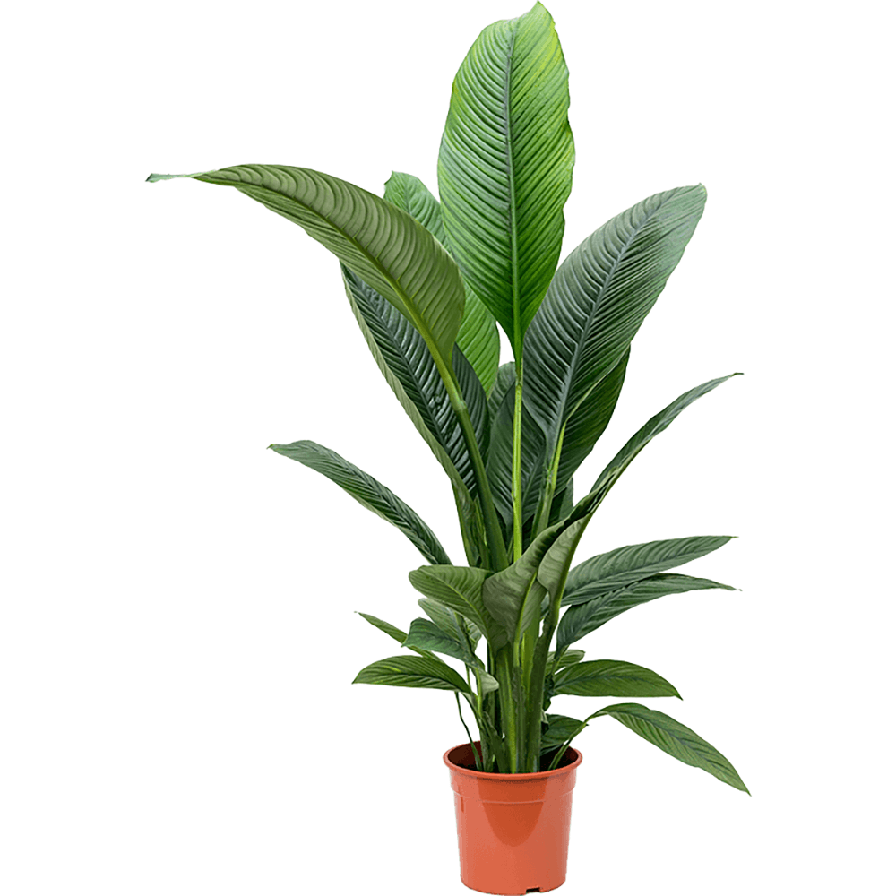 Spathiphyllum Sensation - 130 cm - VERDENA-130 cm la livrare in ghiveci de Ø 24 cm