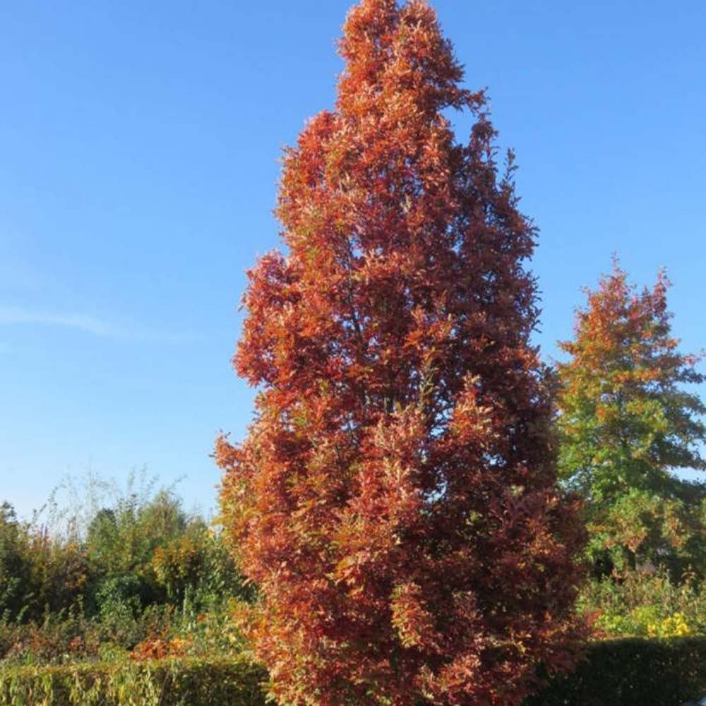 Stejar columnar rosu Crimson Spire - VERDENA-175-200 cm inaltime, livrat in ghiveci de 10 l