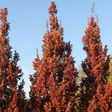 Stejar Crimschmidt, 125-150 cm in ghiveci de 10 L