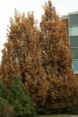 Stejar Crimschmidt, 125-150 cm in ghiveci de 10 L
