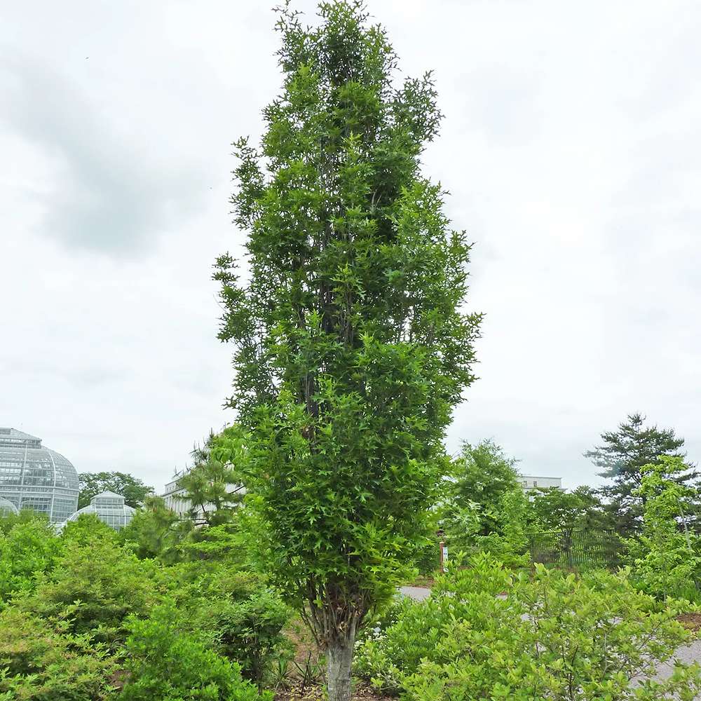 Stejar de Mlastina Green Pillar - VERDENA-125-150 cm inaltime, livrat in ghiveci de 10 l