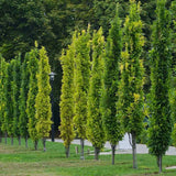 Stejar de Mlastina Green Pillar - VERDENA-125-150 cm inaltime, livrat in ghiveci de 10 l