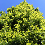 Stejar englezesc Fastigiata Koster - VERDENA-livrat in ghiveci de 5 L