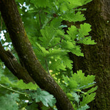 Stejar englezesc Fastigiata Koster - VERDENA-30-40 cm livrat in ghiveci de 3 L
