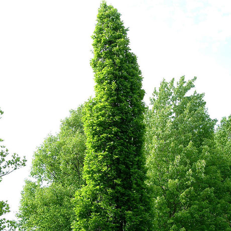 Stejar Regal Prince, 150-175 cm in ghiveci de 10 L