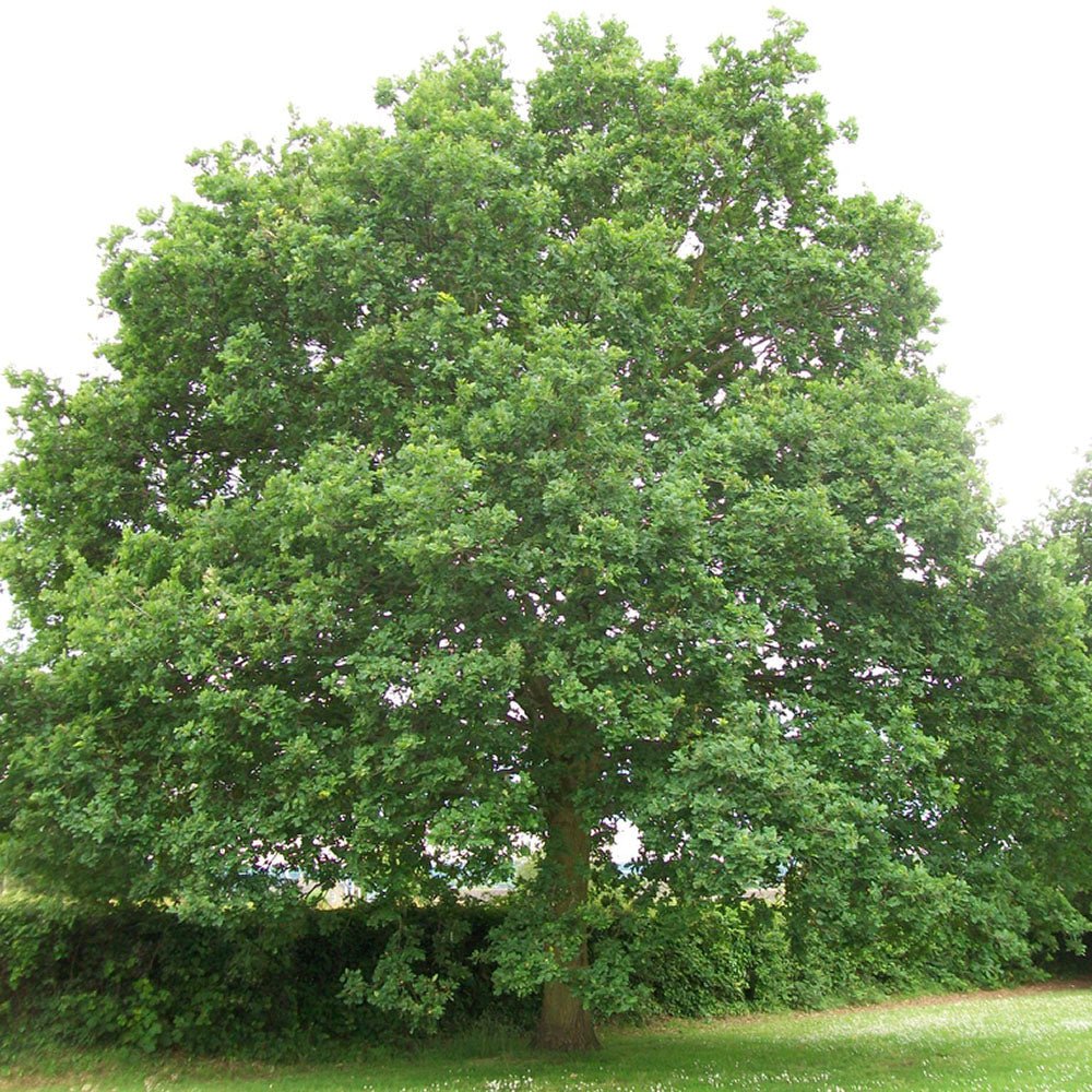 Stejar Verde Clasic - VERDENA-80-100 cm inaltime, livrat in ghiveci de 5 l