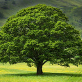 Stejar Verde Clasic - VERDENA-100-125 cm inaltime, livrat in ghiveci de 5 l